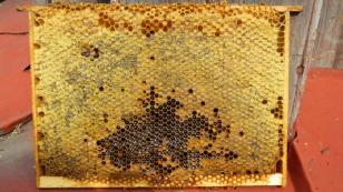 Мёд СОТОВЫЙ весовой (Мёд урала) - магазин здорового питания «Добрый лес»